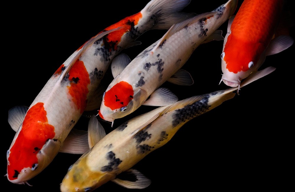 New Freshwater Arrivals 16-06-23
