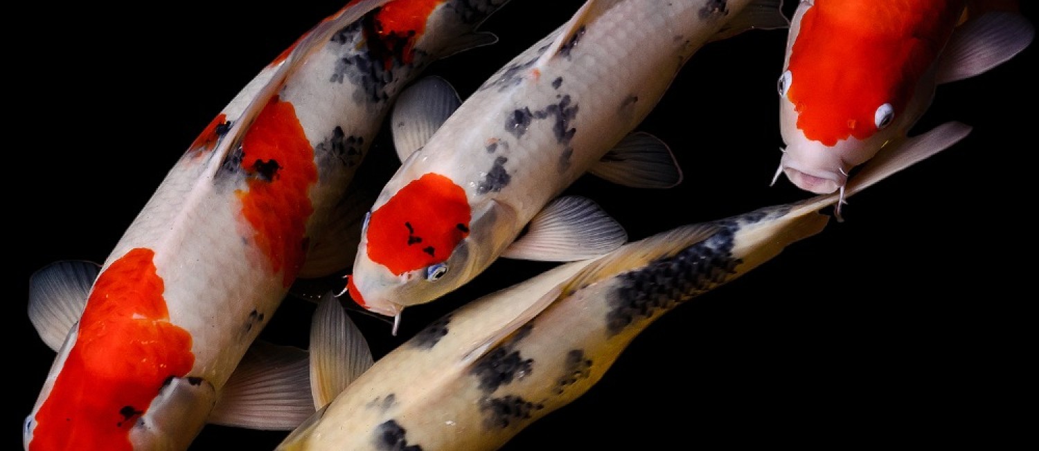 New Freshwater Arrivals 16-06-23