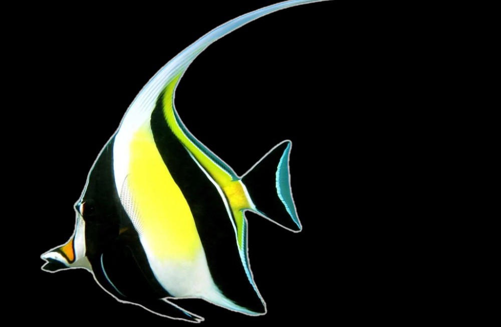New Marine Fish 