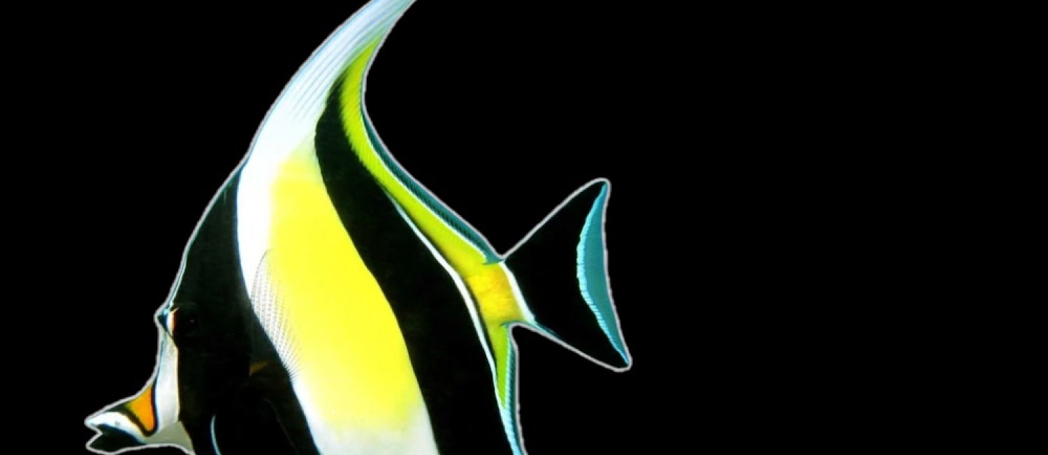 New Marine Fish 