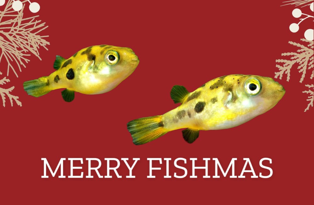 Christmas Arrivals 