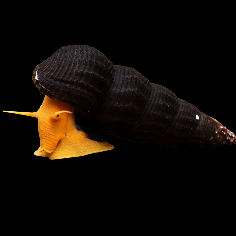Orange Rabbit Snail