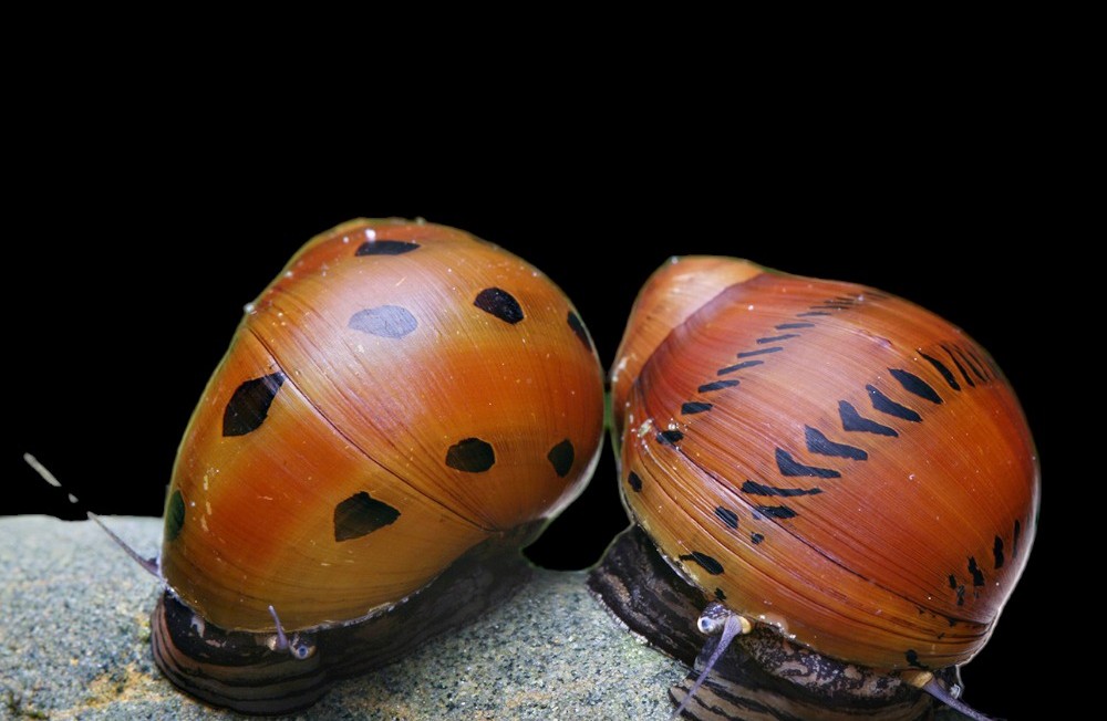 Freshwater New Arrivals 07-07-23