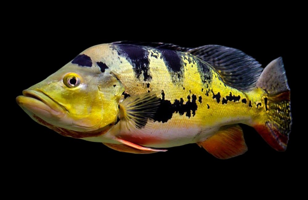 Freshwater Arrivals 29-05-23