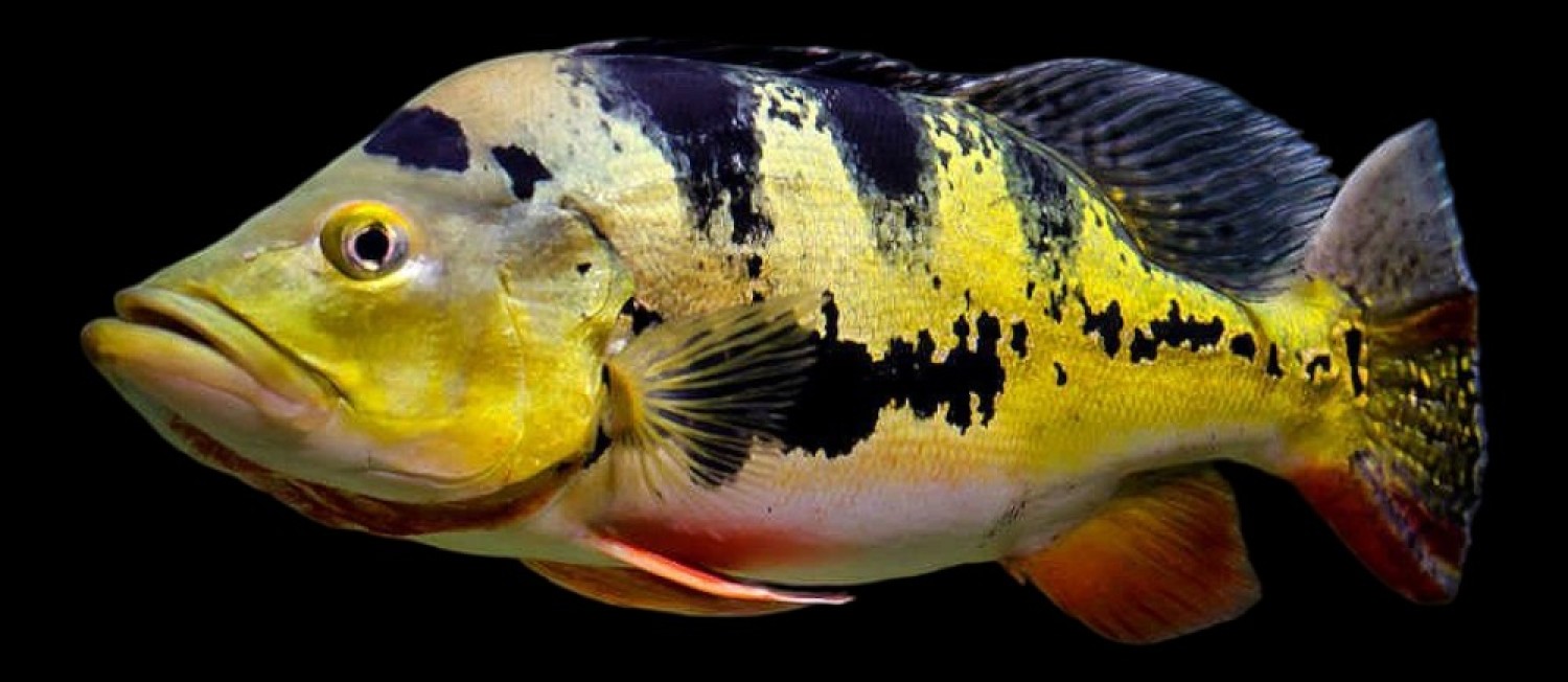 Freshwater Arrivals 29-05-23
