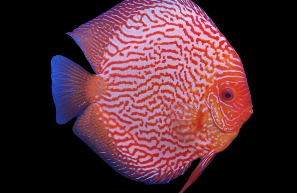 Amazing Stendker Discus!!