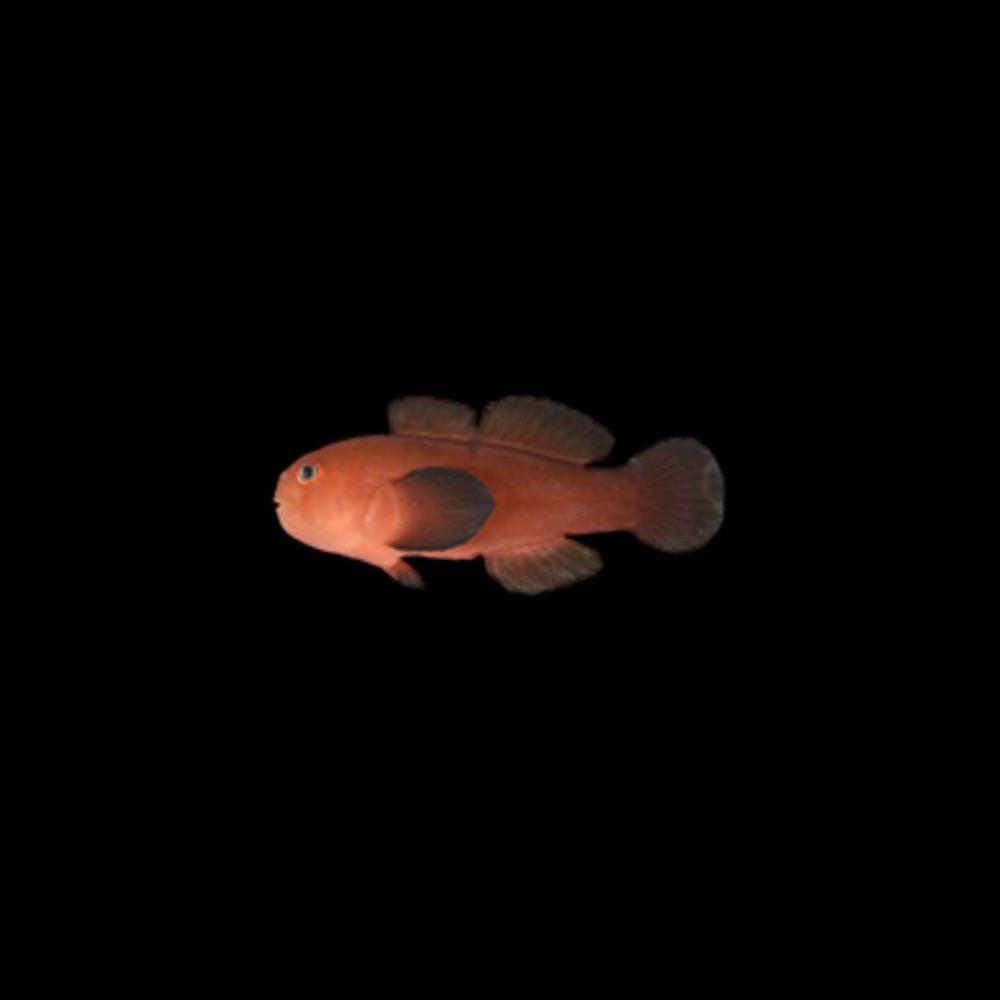 Red Coral Goby - Gobiodon quinquestrigatus