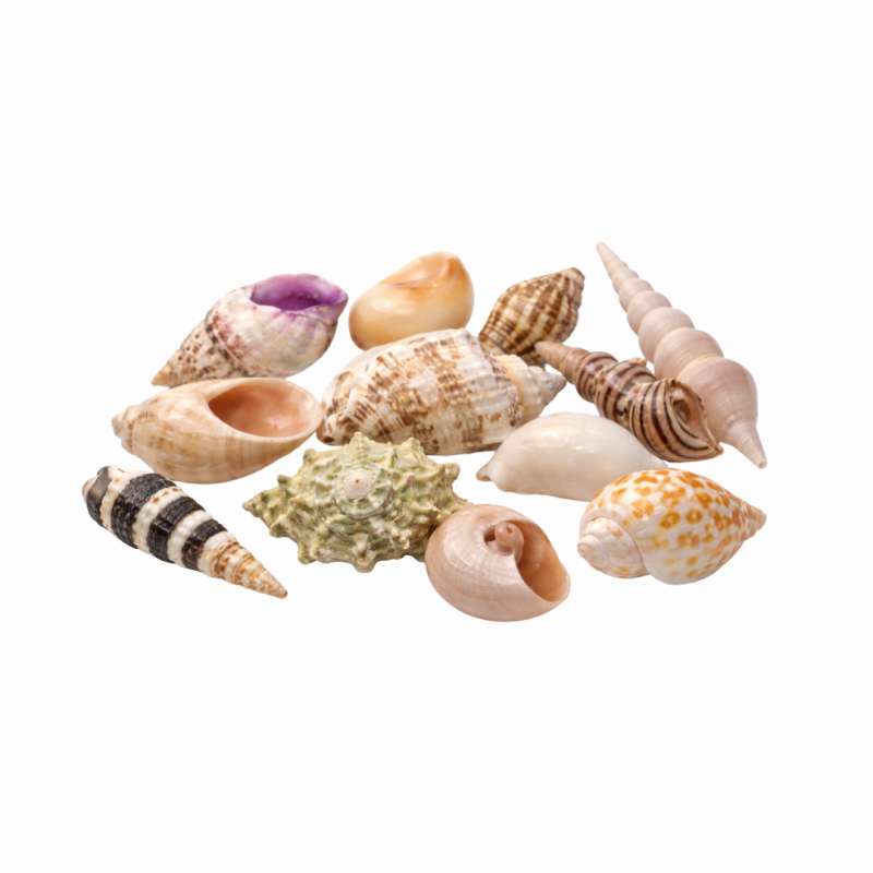 Sea Shells Set M (10 Pieces)