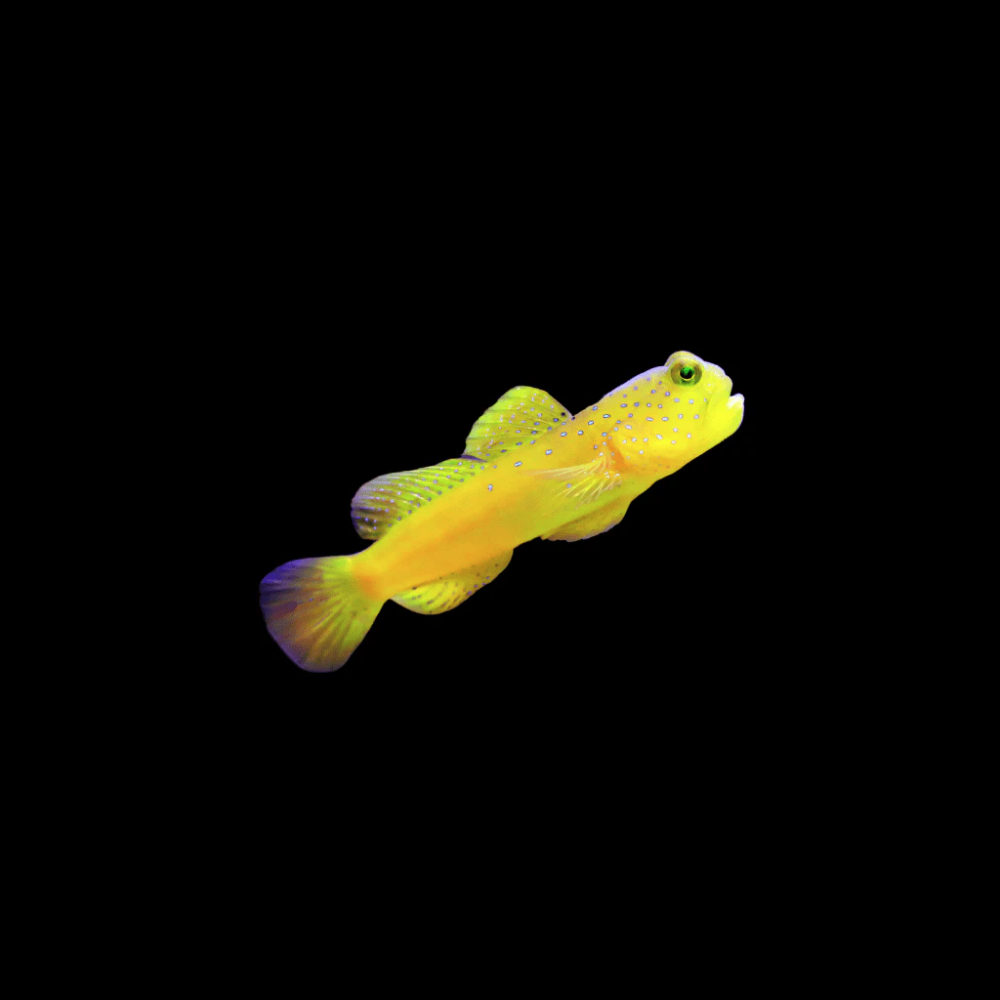 Sulphur Goby