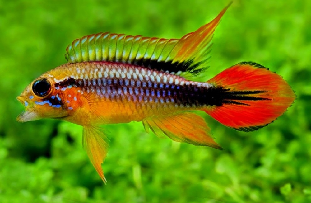 New Freshwater Arrivals
