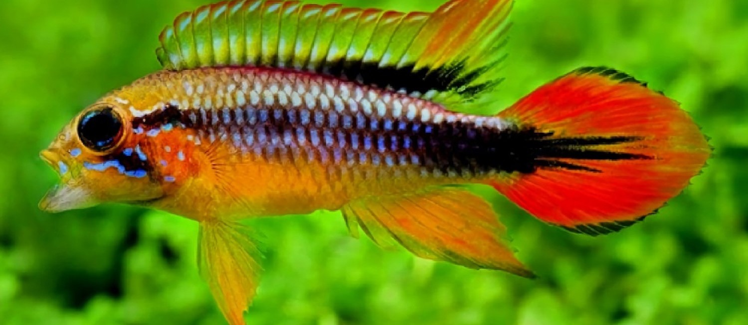 New Freshwater Arrivals