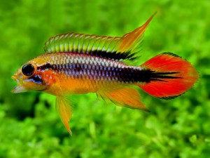 New Freshwater Arrivals