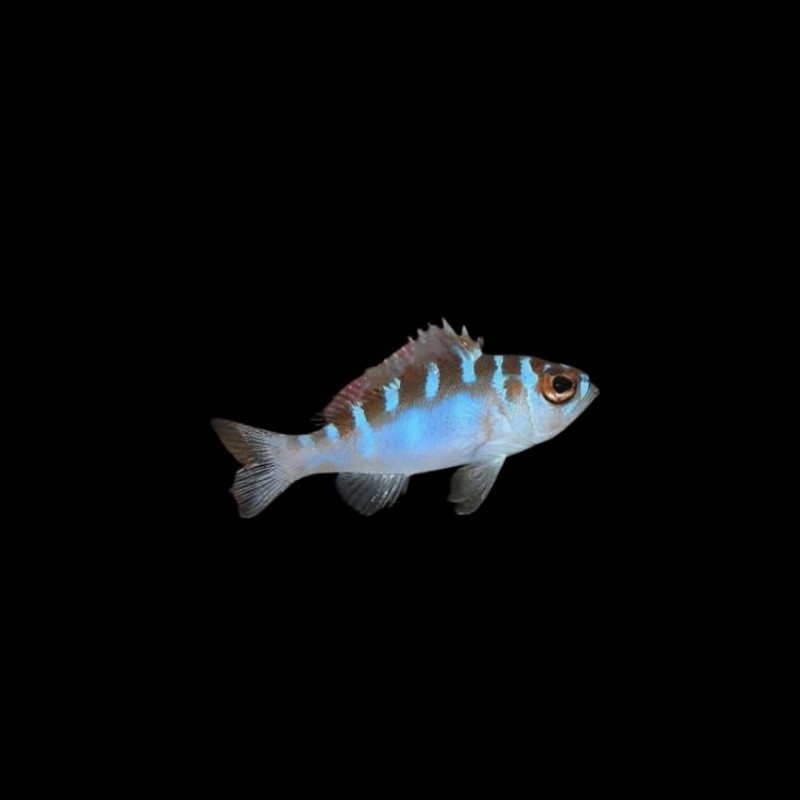 Chalk Bass - Serranus tortugarum