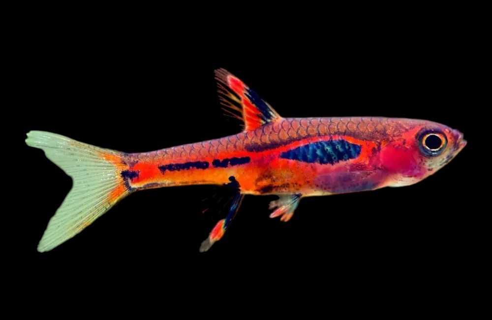 New Freshwater Arrivals 
