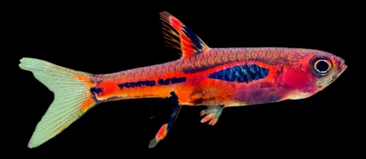 New Freshwater Arrivals 