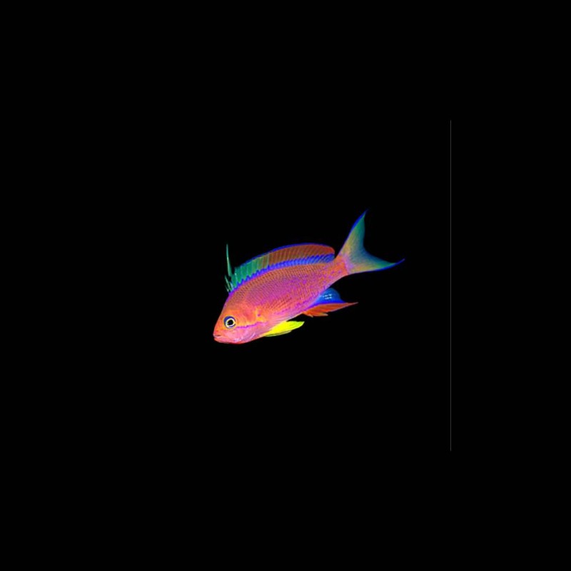 Diamond Anthias Pseudanthias parvirostris