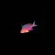 Diamond Anthias Pseudanthias parvirostris