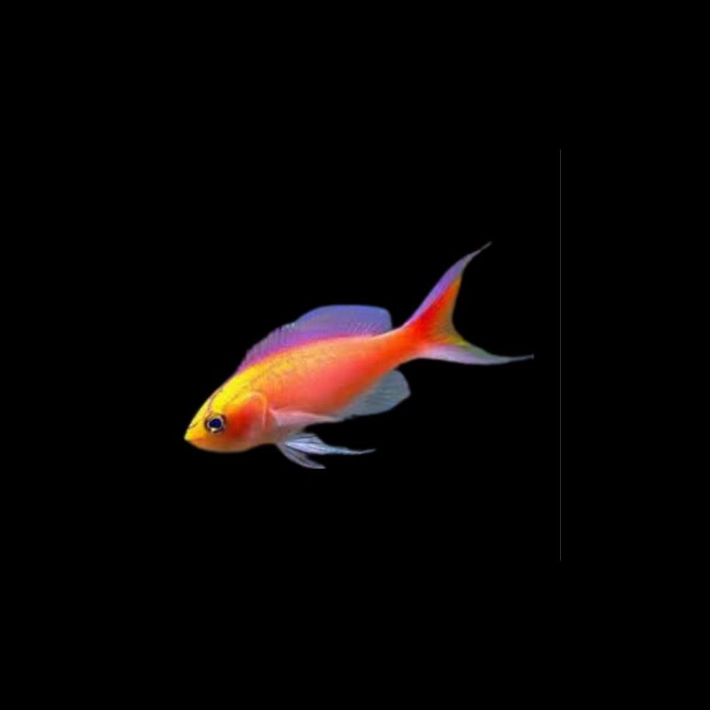 Diamond Anthias Pseudanthias parvirostris