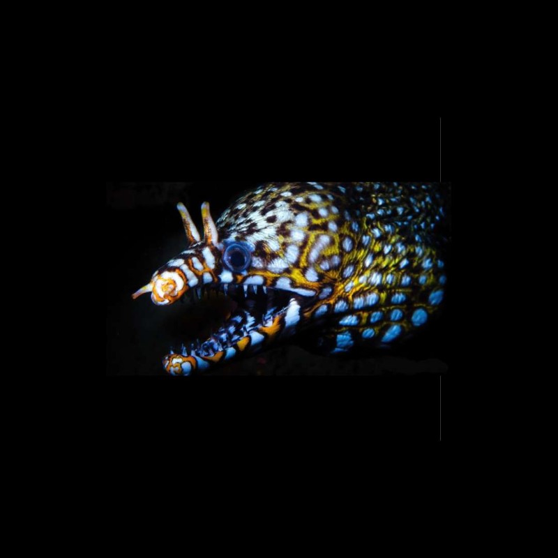 Dragon Moray Eel - Muraena lentiginosa
