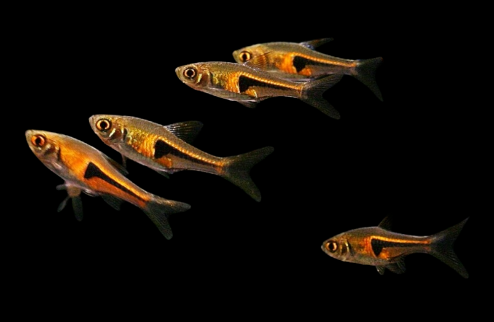 New Year Fishy Friends