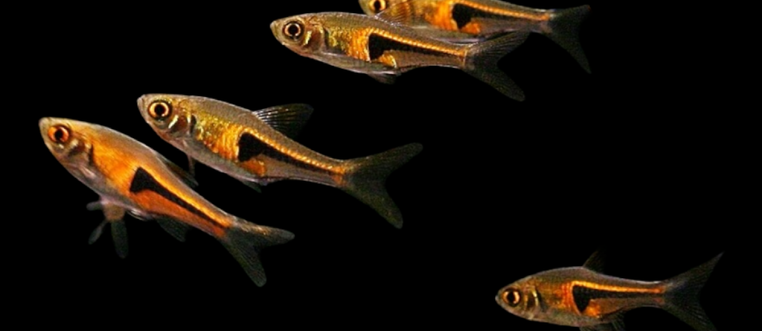 New Year Fishy Friends