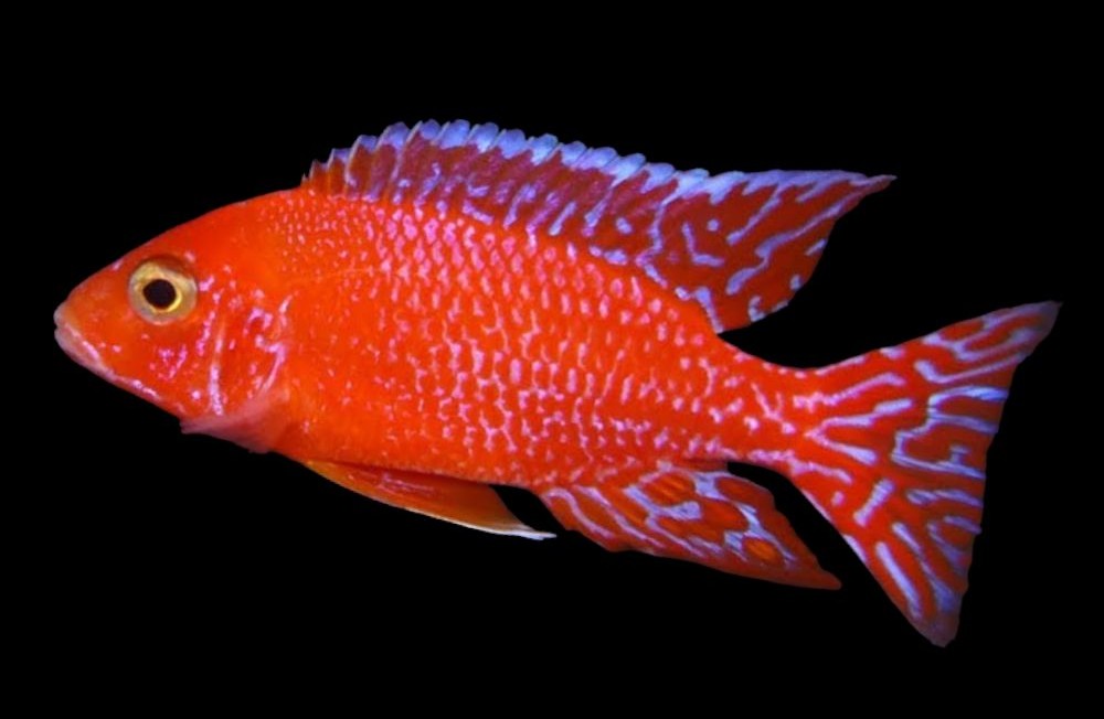 Freshwater New Arrivals 