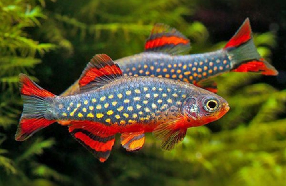 Freshwater Shipment 