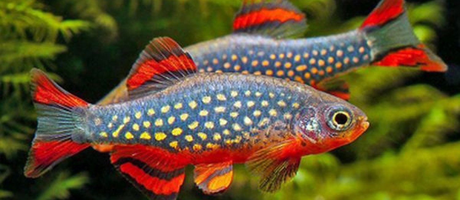 Freshwater Shipment 
