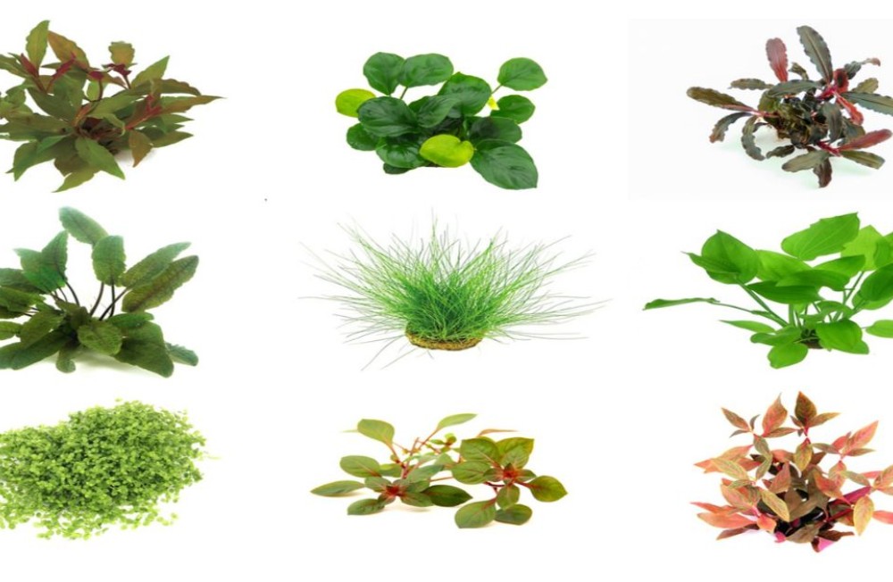 New Greens Just In - Check Out!