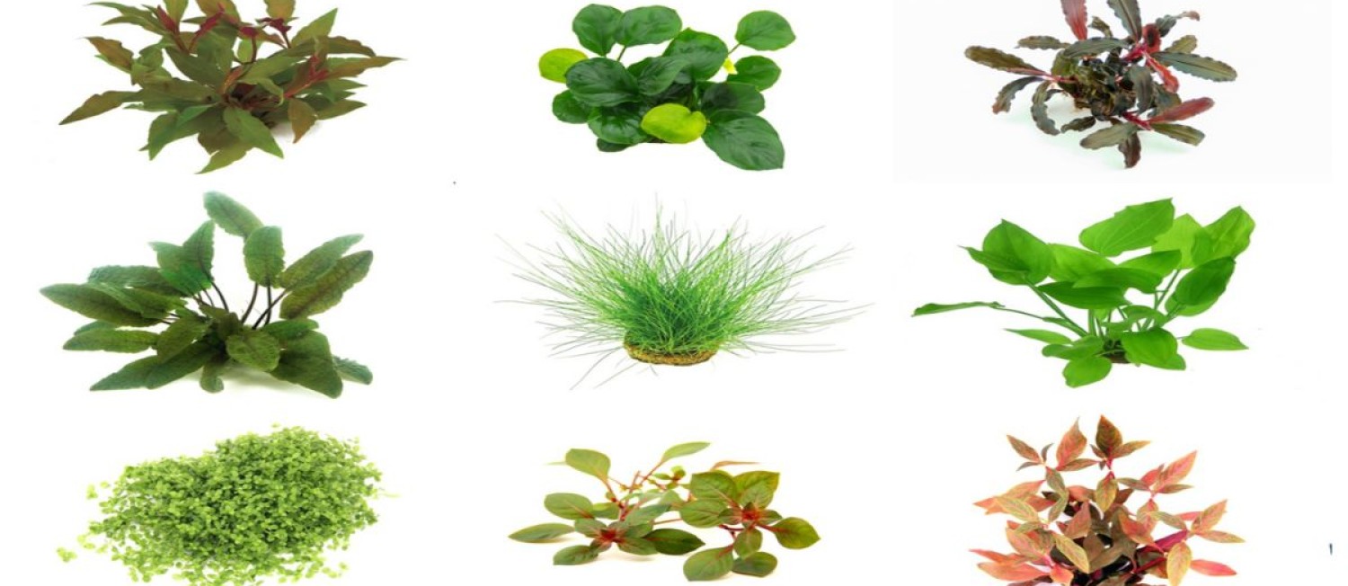 New Greens Just In - Check Out!