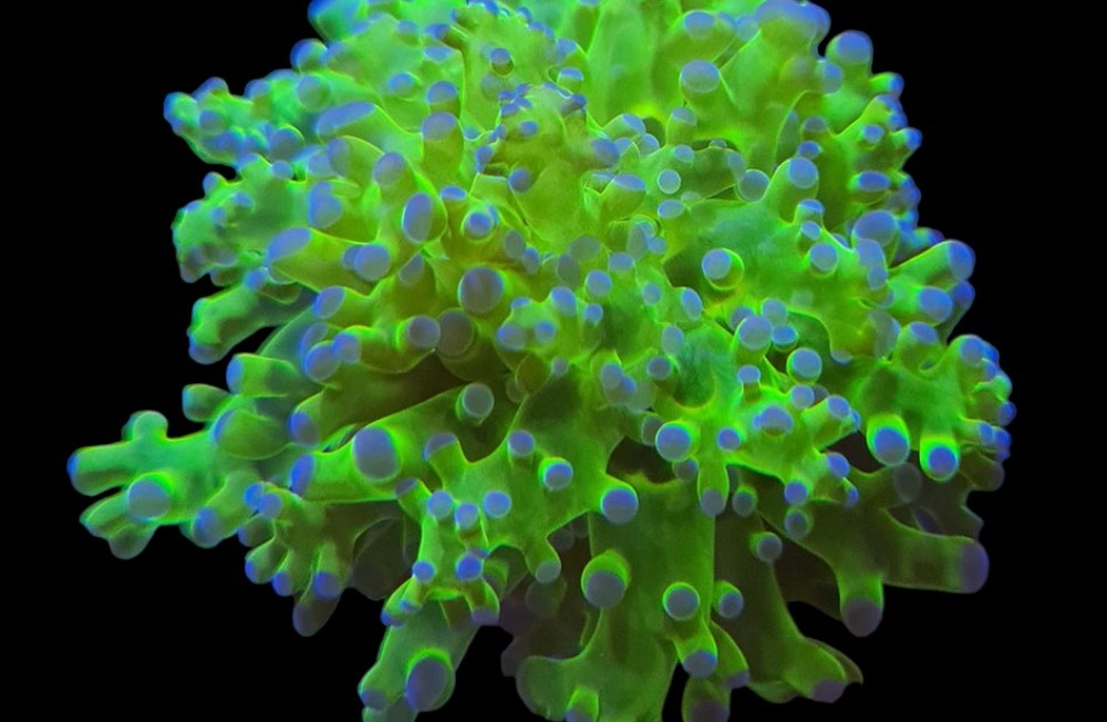 New Marine Coral Shipment 01-06-23