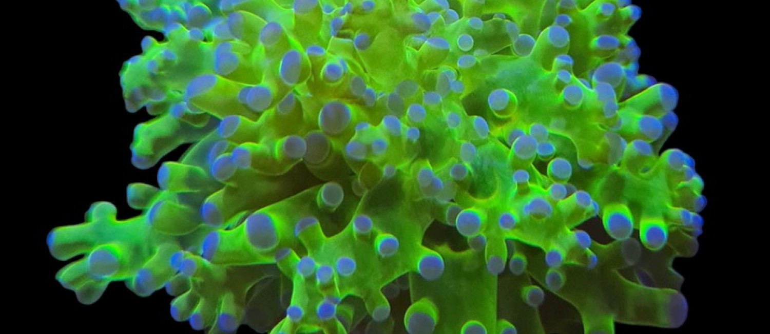 New Marine Coral Shipment 01-06-23