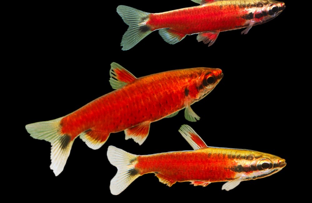 Freshwater Arrivals 12-05-23