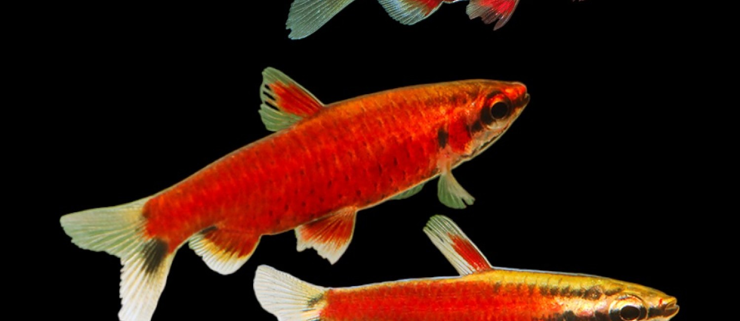 Freshwater Arrivals 12-05-23