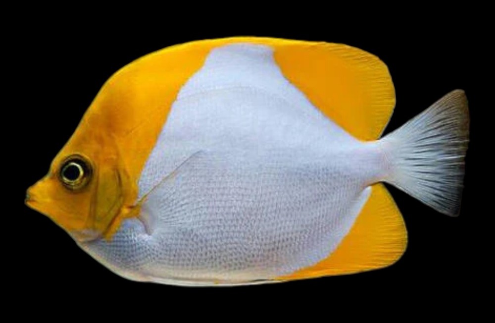 Wow Big Marine Fish Arrivals 02-06-23