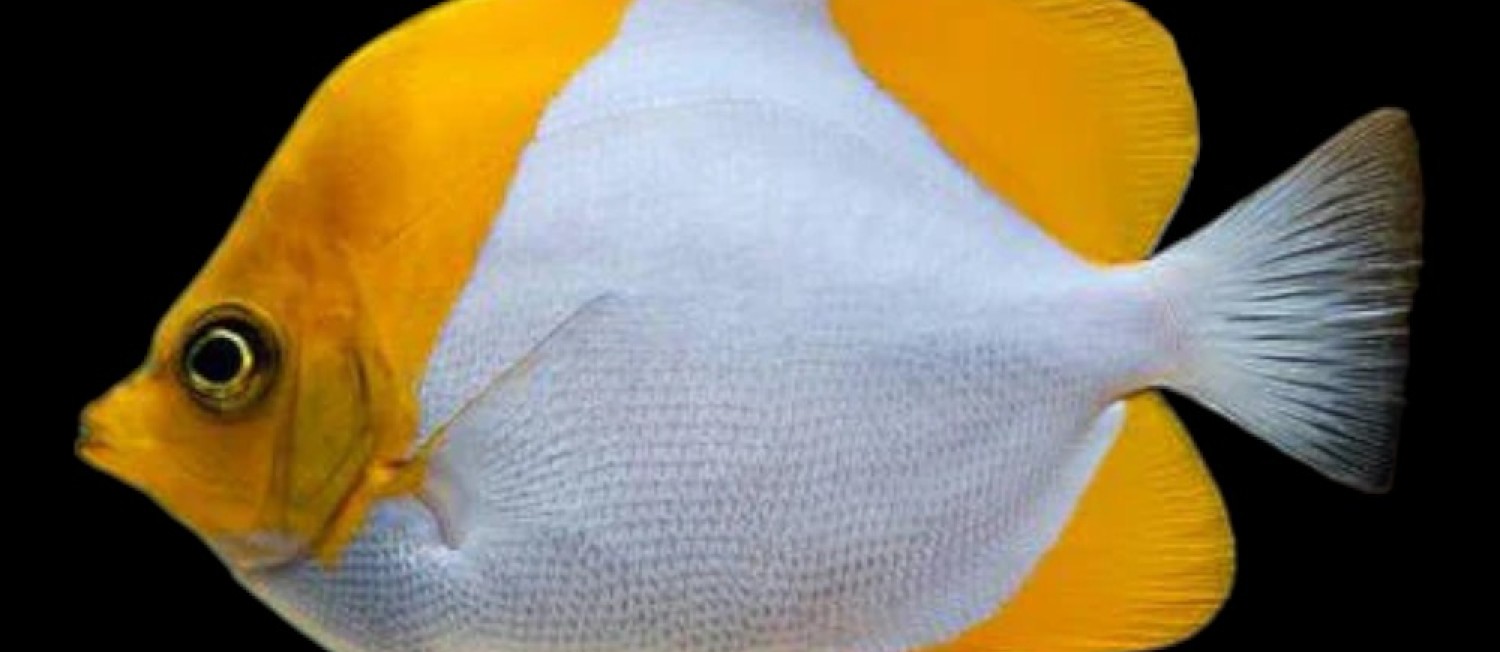 Wow Big Marine Fish Arrivals 02-06-23