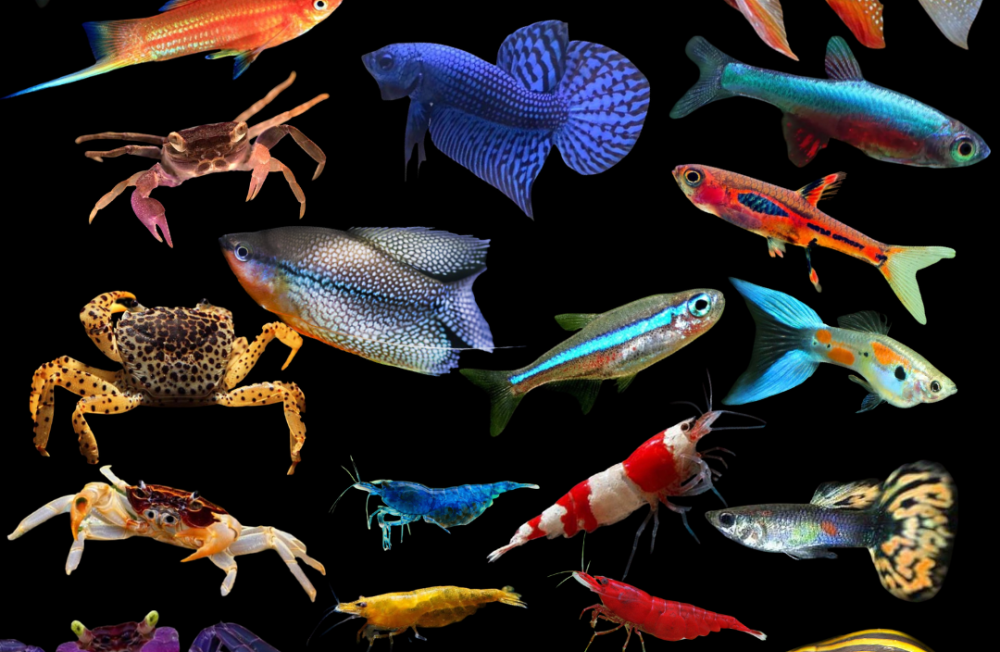 Discover Our New Freshwater Collection