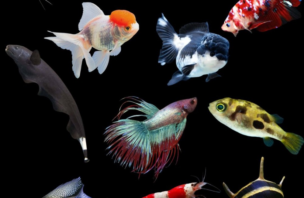 New Freshwater Fish Now In Store