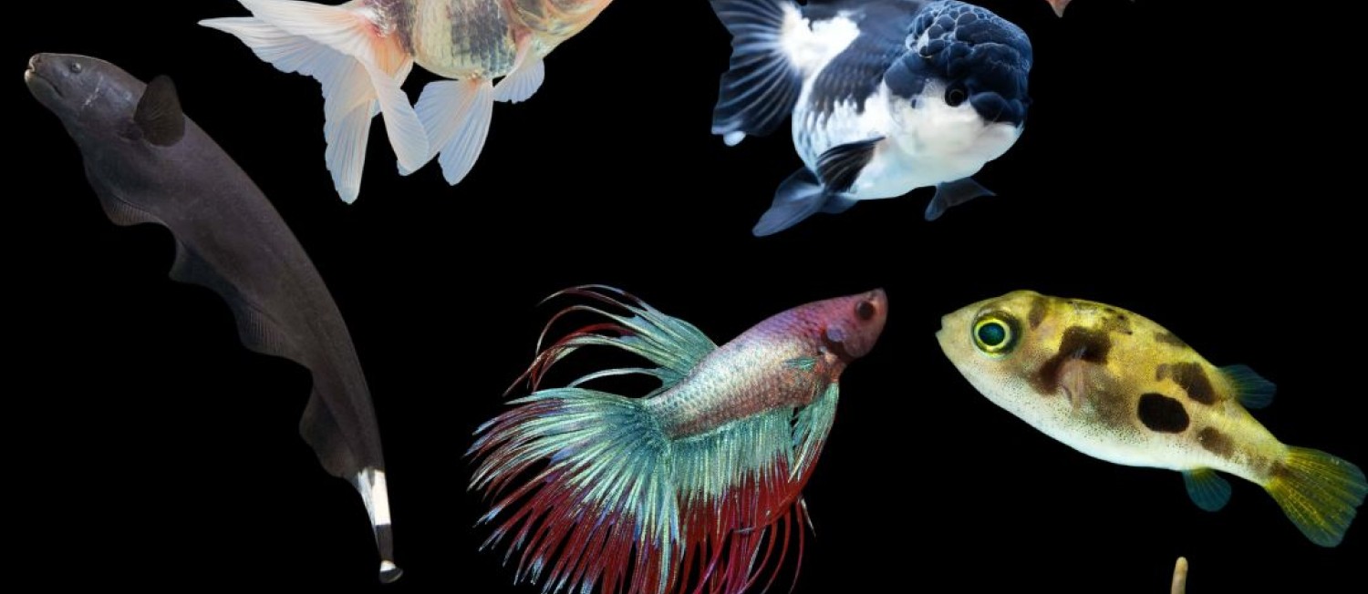 New Freshwater Fish Now In Store