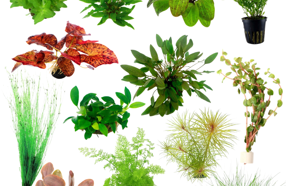 Our Latest Plant Collection Has Arrived