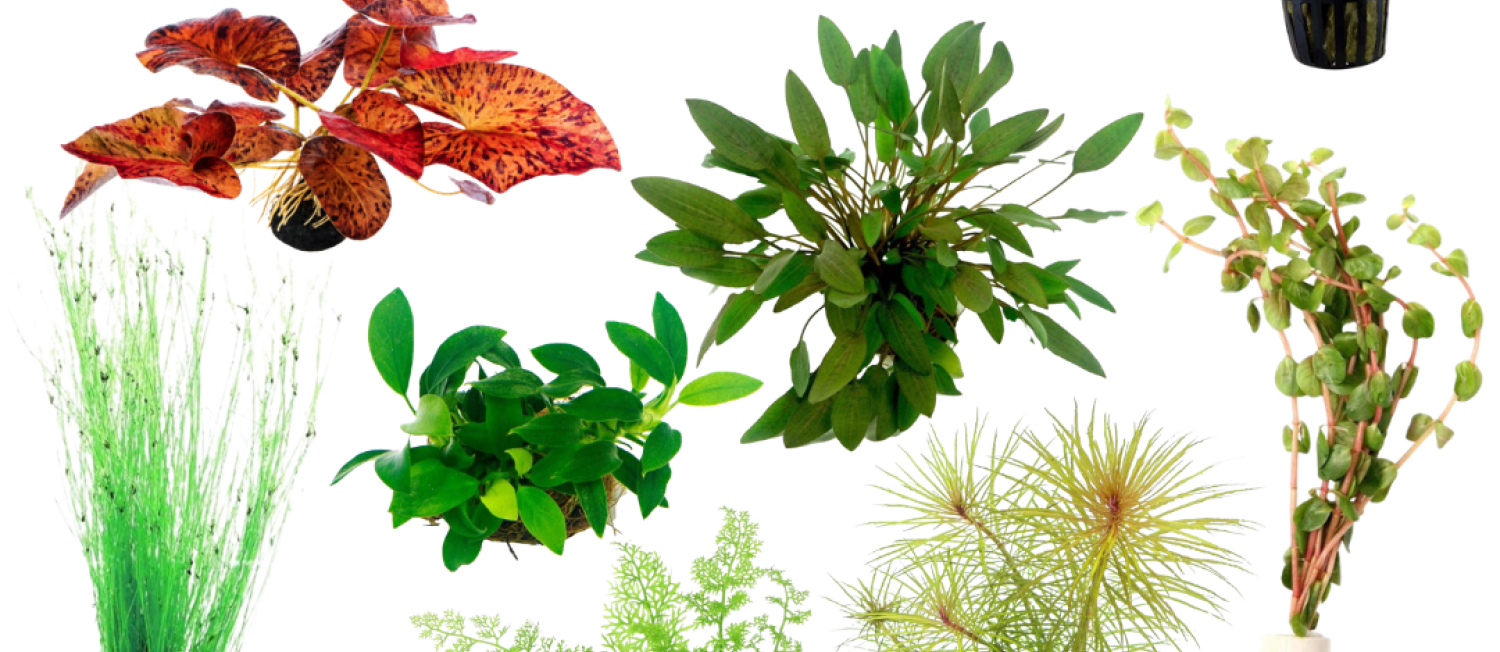 Our Latest Plant Collection Has Arrived