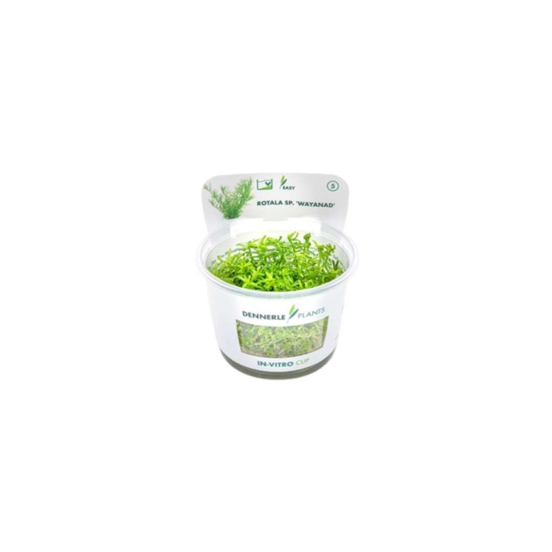 Rotala sp. 'Wayanad' In-Vitro