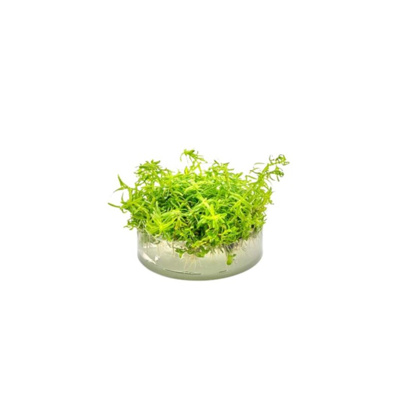 Rotala sp. 'Wayanad' In-Vitro