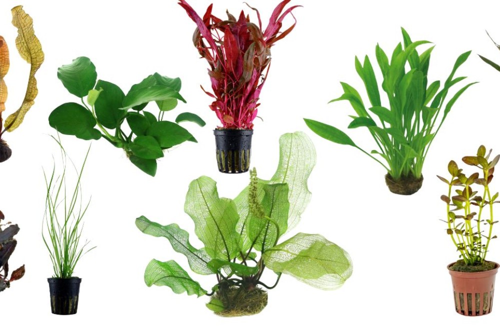 Back to work after the Banker? Beat the Blues with some new plants to freshen up your aquarium!