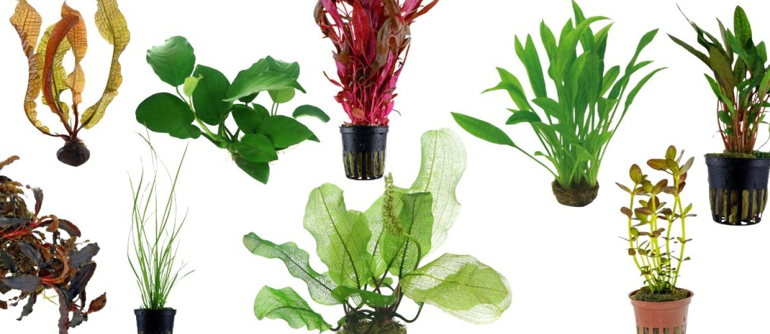Back to work after the Banker? Beat the Blues with some new plants to freshen up your aquarium!