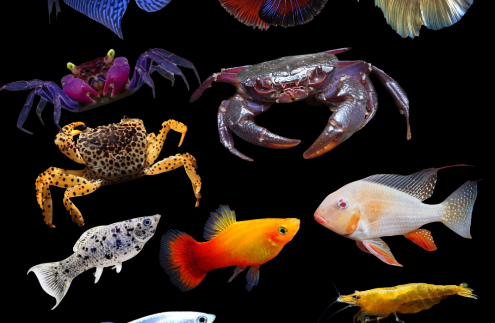 Explore Freshwater Aquarium Livestock