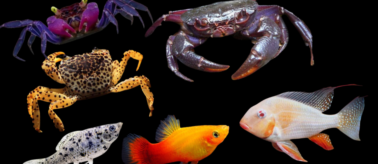 Explore Freshwater Aquarium Livestock