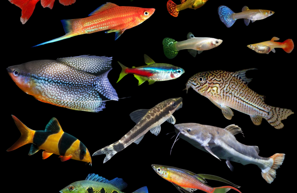 The Freshwater Collection