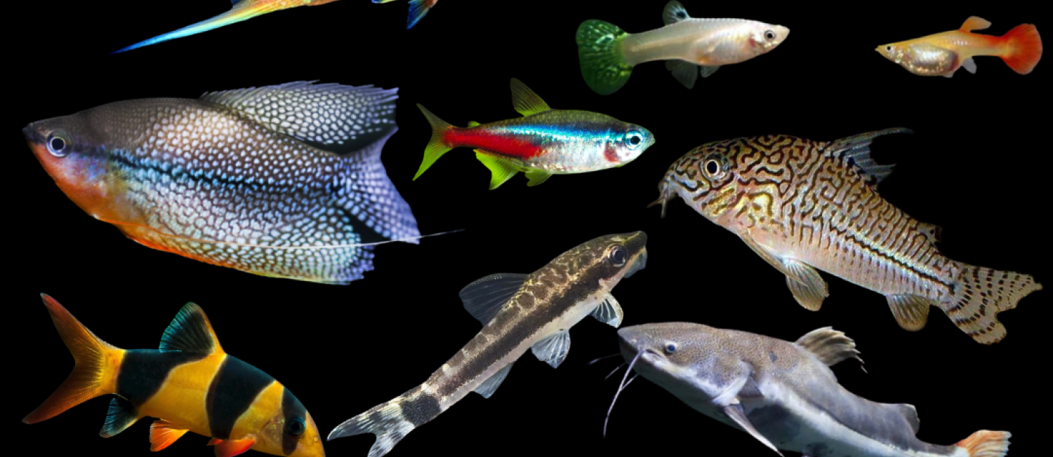 The Freshwater Collection