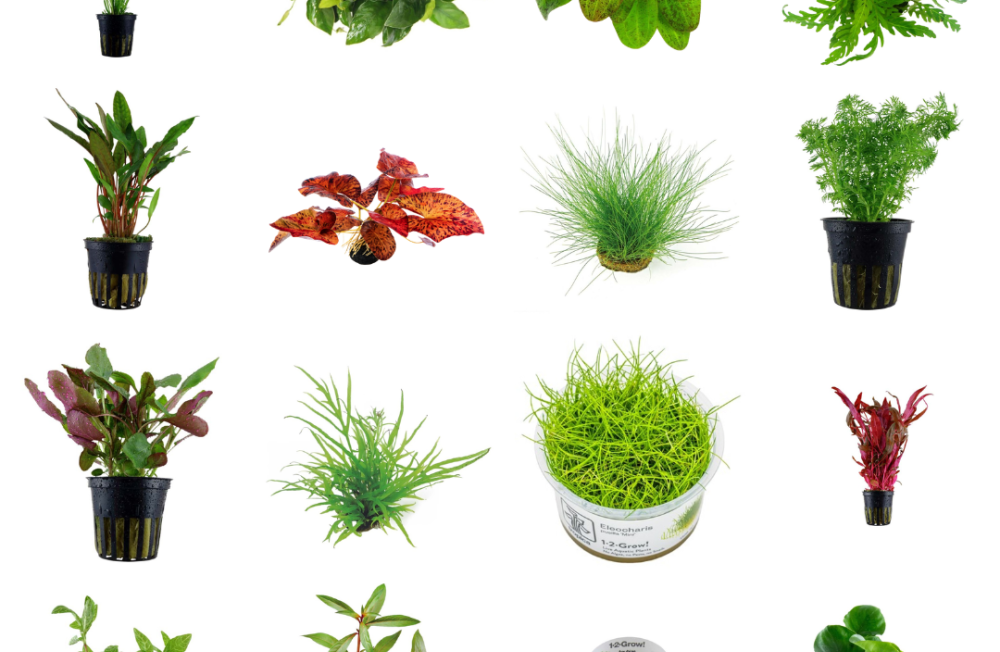 Aquarium Plants for Every Setup